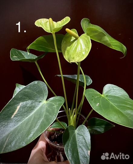 Антуриум Alpine