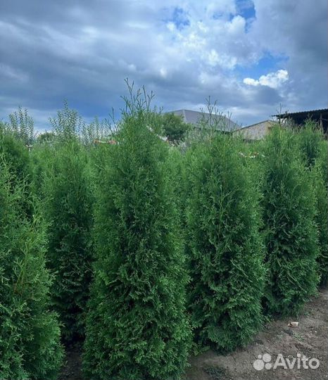 Туи смарагд