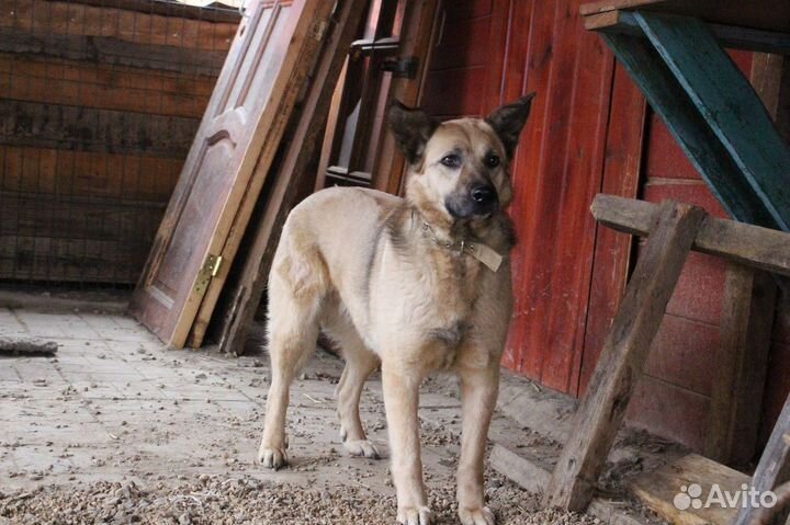 Собака в добрые руки