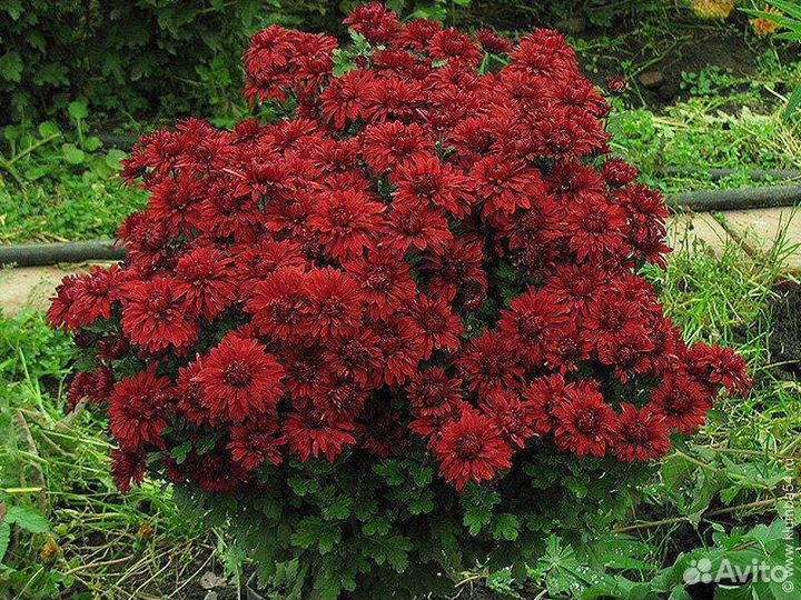 Кустовые хризантемы (зимующие корейки)