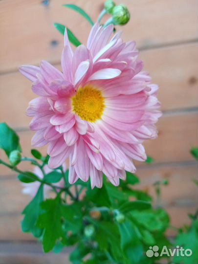 Астра многолетняя, хризантема. Забронированы