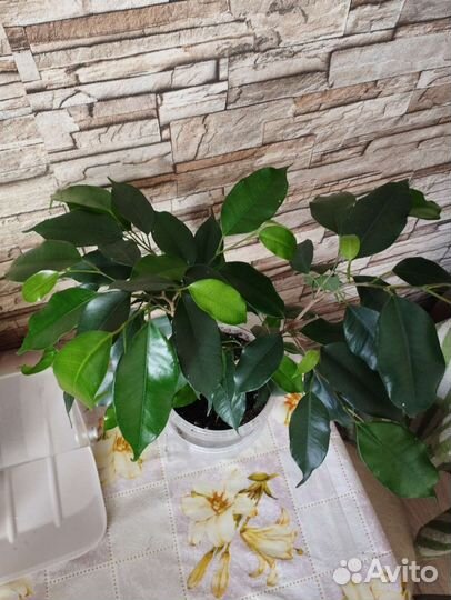 Фикус бенджамина