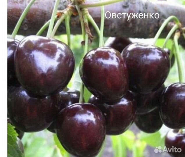 Саженцы Черешни