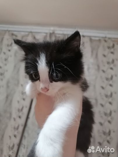 Отдам в добрые руки