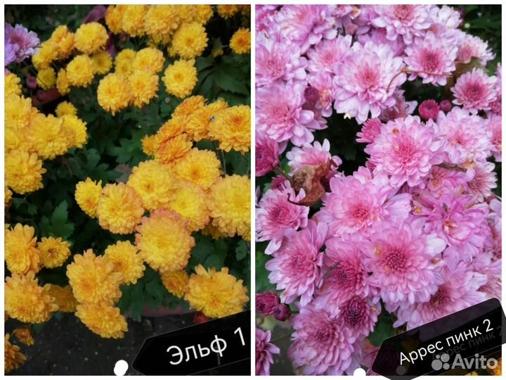 Хризантемы мультифлора