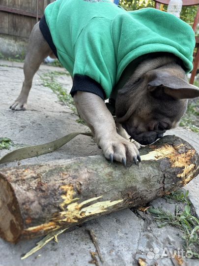 Французский бульдог вязка