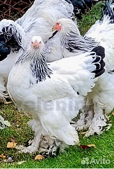 Инкубационное яйцо кур