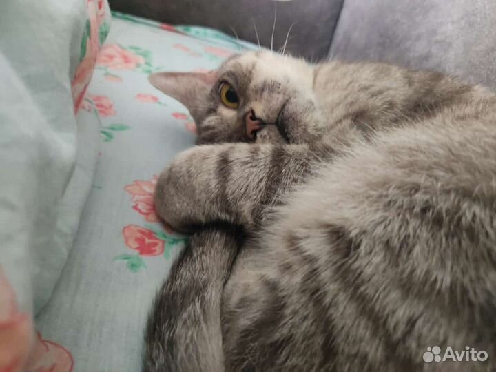 Потерял кота