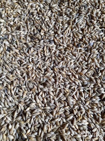 Зерно ячмень