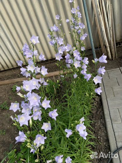 Колокольчик