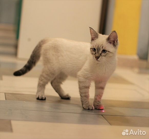 Тася, тайская кошечка в дар, 3 мес