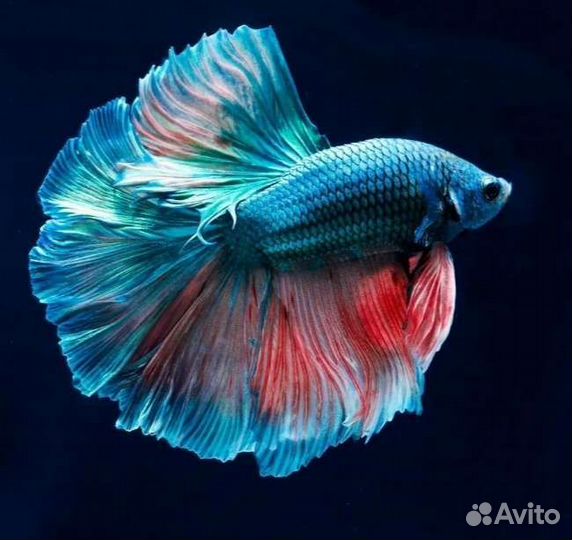 Рыбка петушок самец