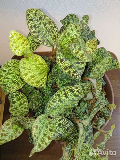 Орхидея драгоценная макодес петола