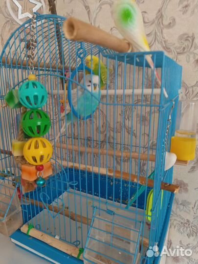 Волнистый попугай ручной