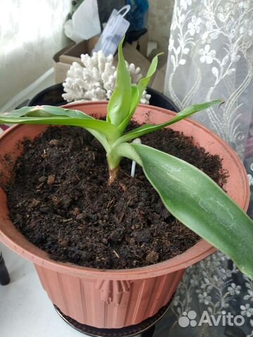 Растение золотой ус