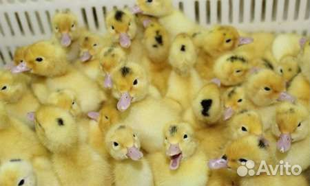 Утята муларды