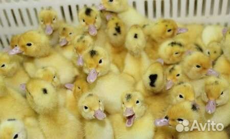 Утята муларды