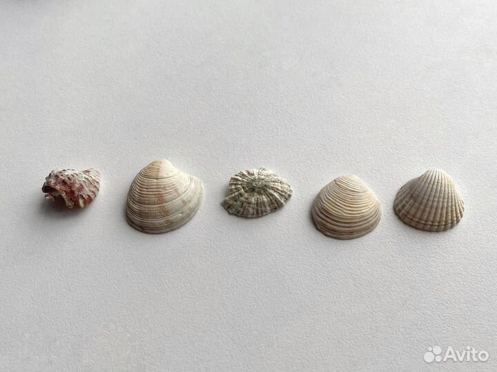 Ракушки и камушки