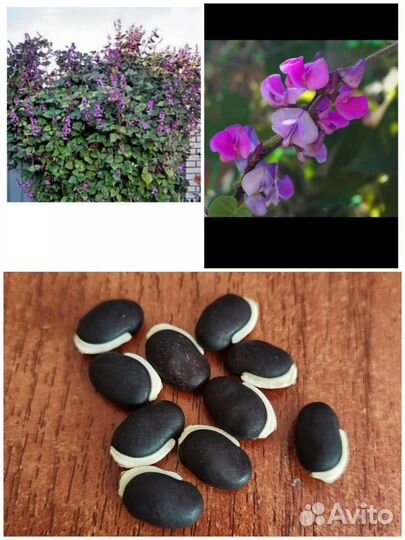 Платикодон, долихос