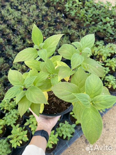 Гортензия саженцы