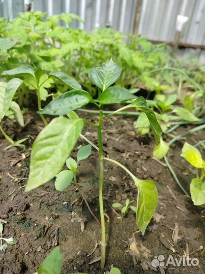 Рассада помидор