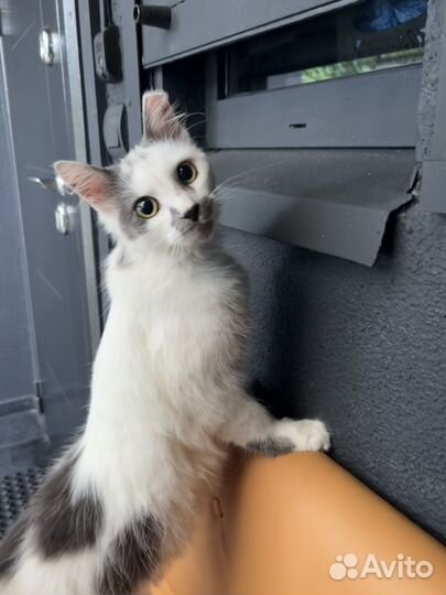 Очень ласковая кошка