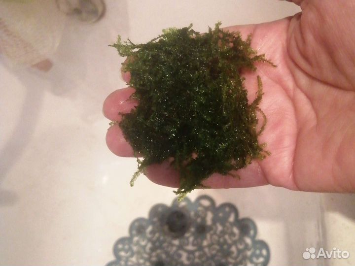 Яванский мох для аквариума