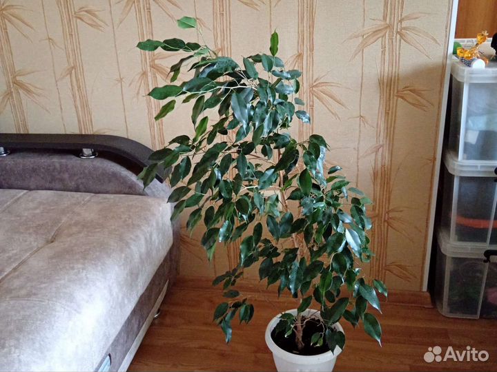 Фикус бенджамина