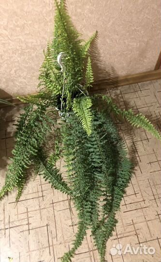 Нефролеписы- папоротники, Даваллия,Нолина