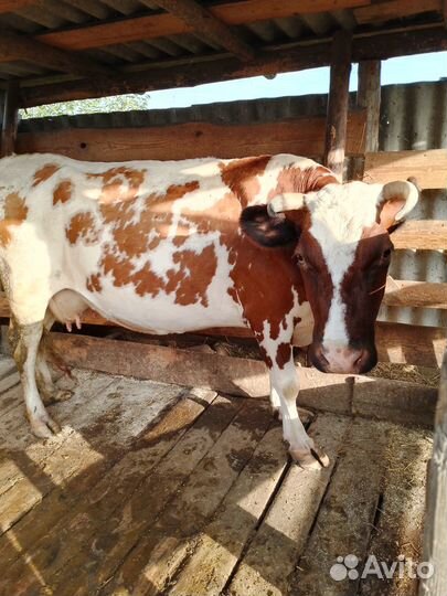 Корова стельная дойная