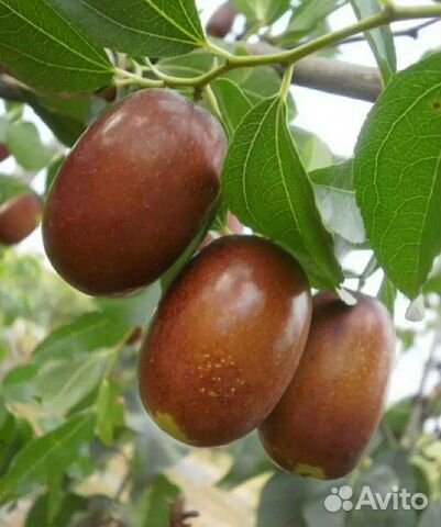 Саженцы унаби