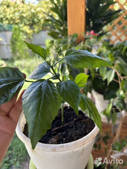 Домашние цветы