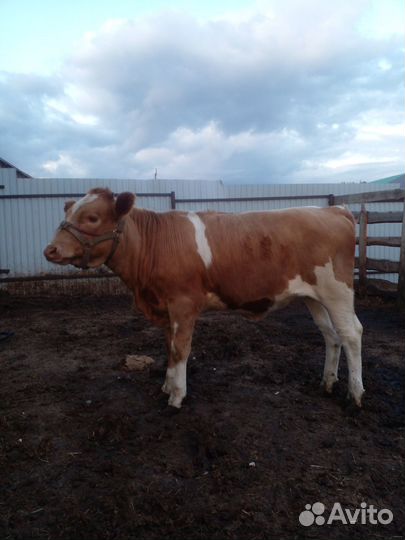 Продам корову