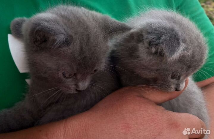Котята от британской кошки вислоухой