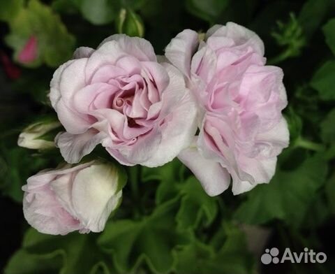 Пеларгонии ампельные (плющелистные) сортовые