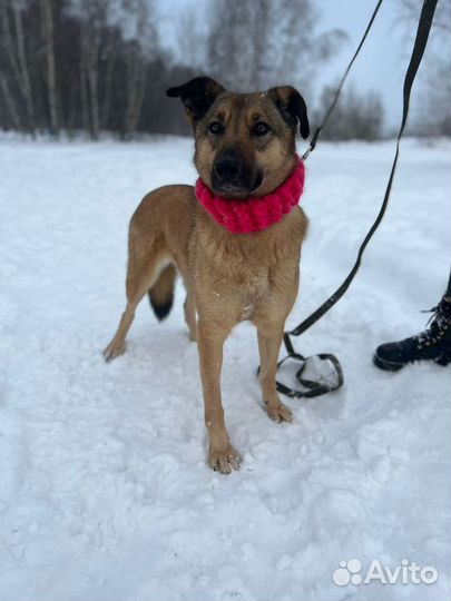 Красотка Кози в активном поиске мампап
