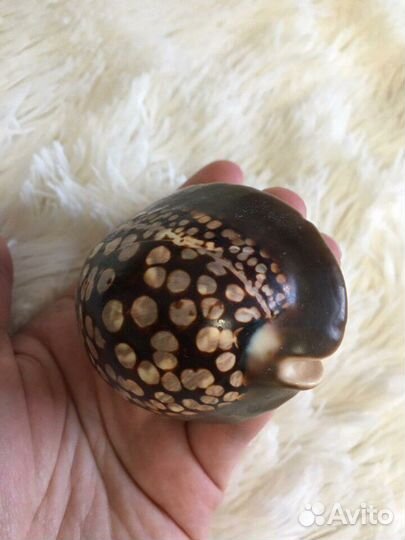 Ракушка, подарок, аквариум