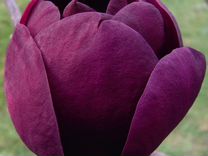 Магнолия суланжа Black Tulip 100 см