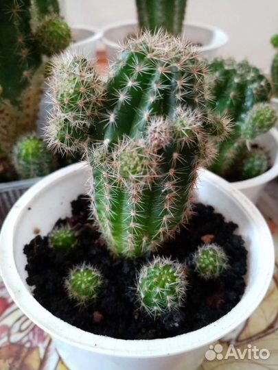 Кактус эхинопсис (молоденький)