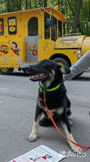 Собака в добрые руки