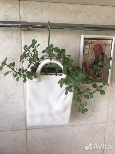 Пеперомия ампель, сигнониум ушковатый