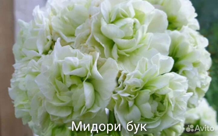 Пеларгонии сортовые часть 3