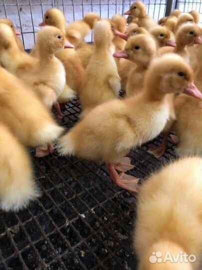 Утята стар 53,ст-5