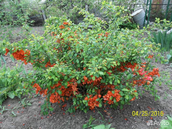 Саженцы Японской айвы