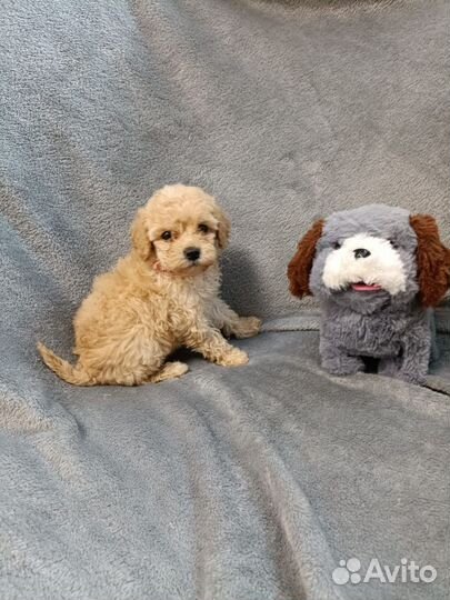 Мальчики пуделя