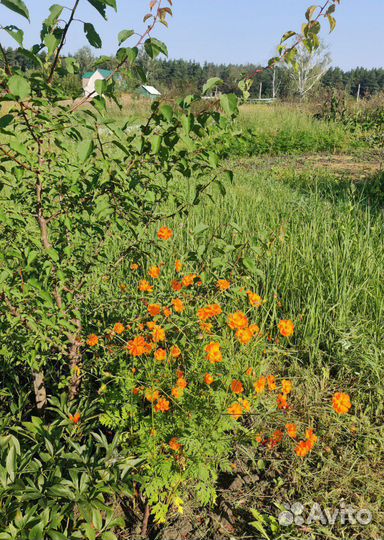 Семена однолетних цветов