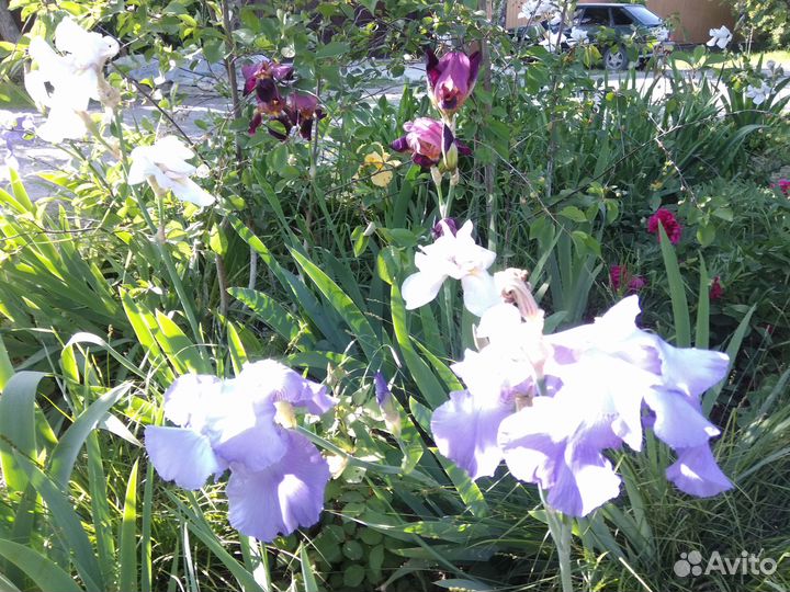 Ирисы бородатые сортовые