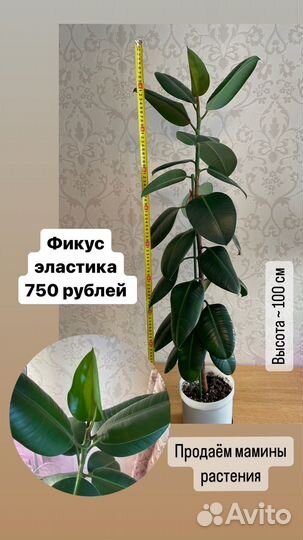 Фикус эластика робуста