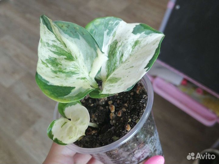 Сциндапсус, эпипремнум, филодендрон