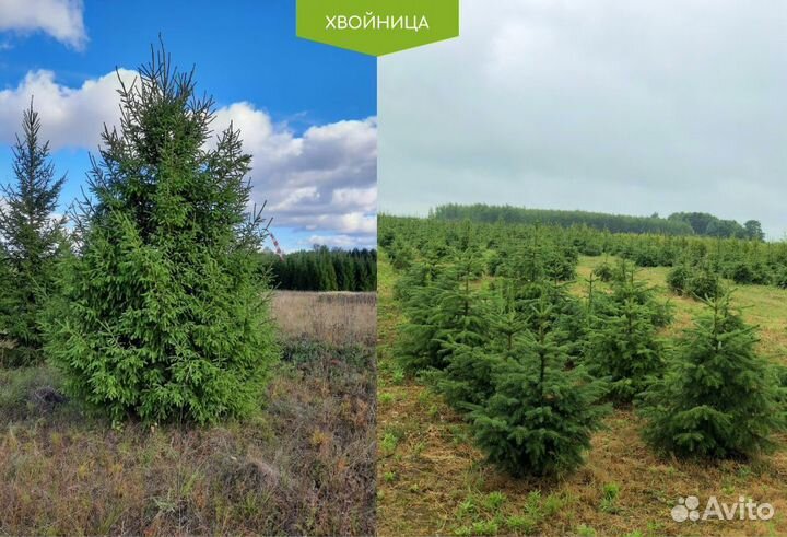 Ель обыкновенная